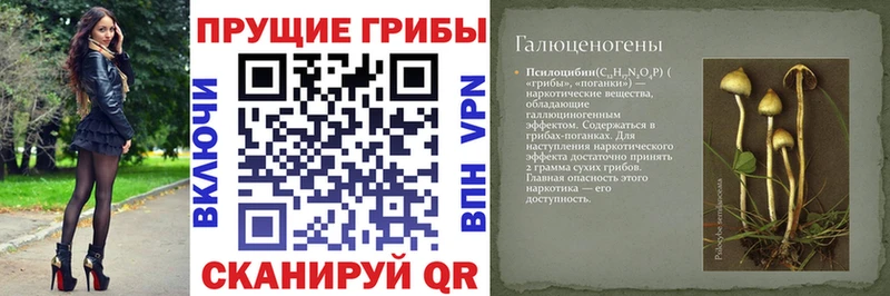 Купить  Уяр  Галлюциногенные грибы Psilocybe 